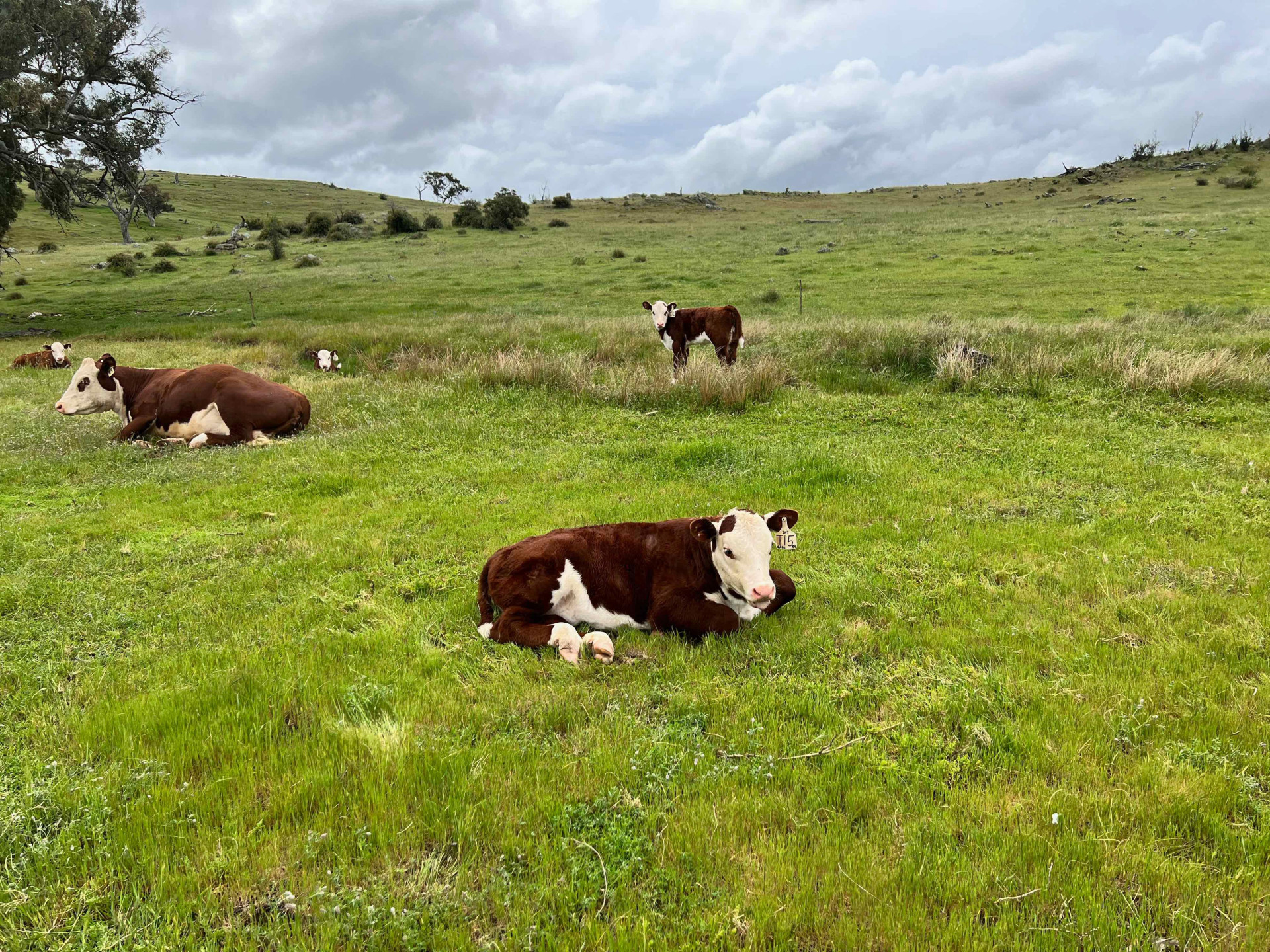 A number of cows relaxing in a large field.